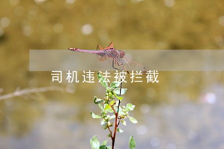 司机违法被拦截 司机违法被拦截