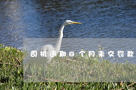 司机逾期8个月未交罚款怎么办 司机逾期8个月未交罚款怎么办
