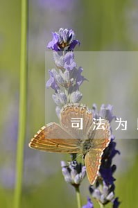 司法为民情怀不改 司法为民情怀不改