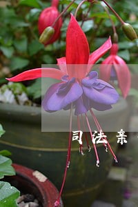 司法亲子鉴定成都 司法亲子鉴定成都