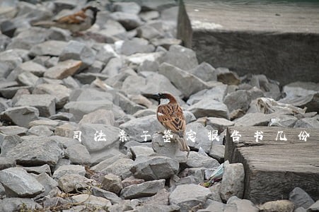 司法亲子鉴定报告书几份 司法亲子鉴定报告书几份