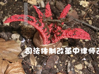 司法体制改革中律师改革 司法体制改革中律师改革