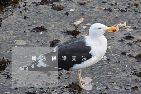 司法保障宪法保障 司法保障宪法保障