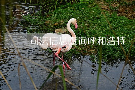 司法信息查询呼和浩特 司法信息查询呼和浩特