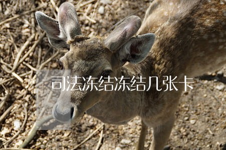 司法冻结冻结几张卡 司法冻结冻结几张卡