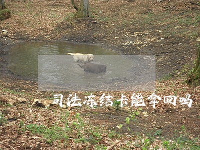 司法冻结卡能拿回吗