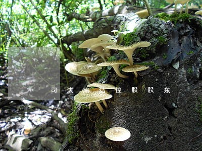 司法冻结控股股东
