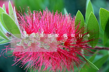 司法冻结配偶银行卡 司法冻结配偶银行卡