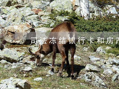 司法冻结银行卡和房产