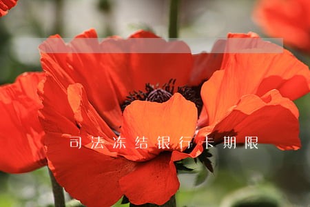 司法冻结银行卡期限