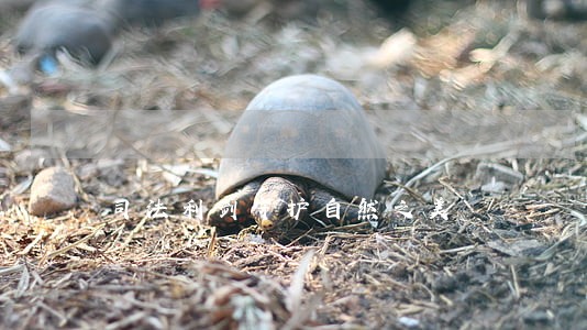 司法利剑守护自然之美 司法利剑守护自然之美