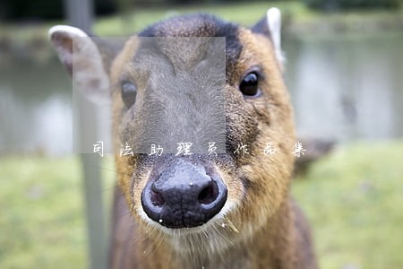 司法助理员作品集 司法助理员作品集