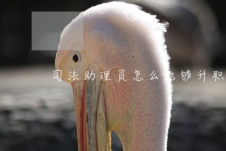 司法助理员怎么能够升职呢