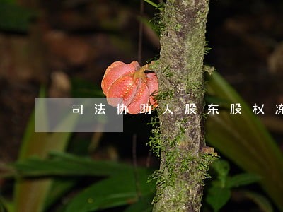 司法协助大股东股权冻结 司法协助大股东股权冻结