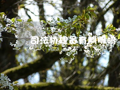 司法协理员有制服吗