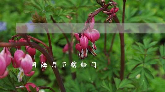 司法厅下辖部门 司法厅下辖部门