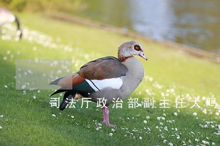 司法厅政治部副主任大吗
