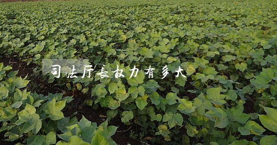 司法厅长权力有多大 司法厅长权力有多大