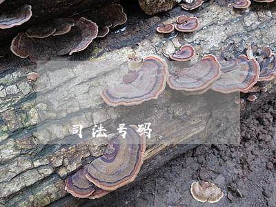 司法号码