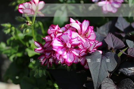 司法向公众开放活动 司法向公众开放活动