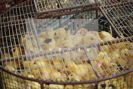 司法回避申请书 司法回避申请书