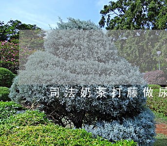 司法奶茶打藤做尿架 司法奶茶打藤做尿架