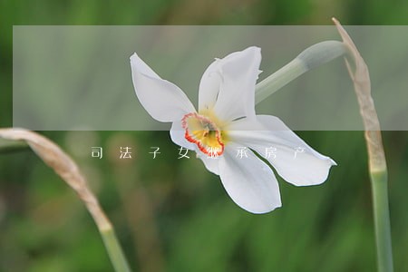 司法子女继承房产 司法子女继承房产