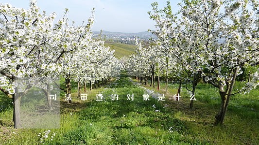 司法审查的对象是什么 司法审查的对象是什么