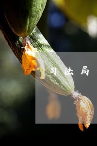 司法局一直没有通知报道