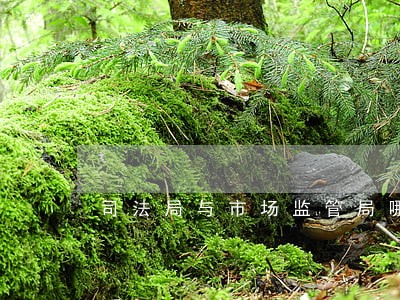 司法局与市场监管局哪个好