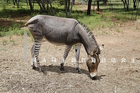 司法局主题教育总结会主持稿 司法局主题教育总结会主持稿