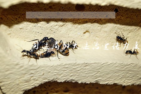 司法局加大法治宣传力度 司法局加大法治宣传力度