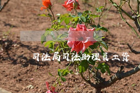 司法局司法助理员工资 司法局司法助理员工资