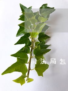 司法局怎么处理网贷逾期 司法局怎么处理网贷逾期