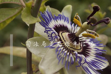司法局是处级单位吗 司法局是处级单位吗
