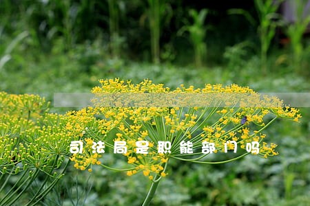 司法局是职能部门吗 司法局是职能部门吗