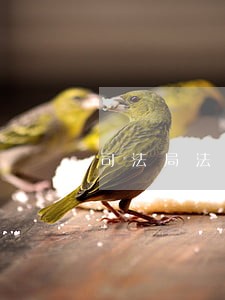司法局法律援助中心主任职责 司法局法律援助中心主任职责