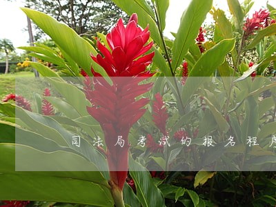 司法局考试的报名程序是怎样的 司法局考试的报名程序是怎样的