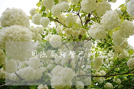 司法局转警已成定局 司法局转警已成定局