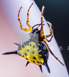 司法局软包床 司法局软包床