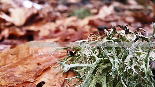 司法局还是法检 司法局还是法检