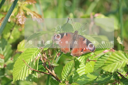 司法建议书在判决前可以做出吗 司法建议书在判决前可以做出吗