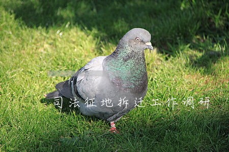 司法征地拆迁工作调研 司法征地拆迁工作调研