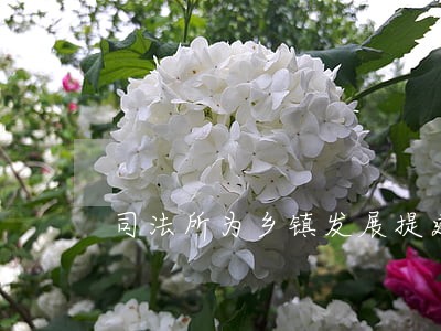 司法所为乡镇发展提建议 司法所为乡镇发展提建议