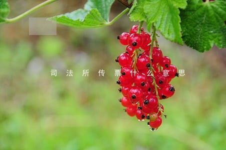 司法所传票什么意思