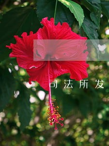 司法所发展趋势 司法所发展趋势