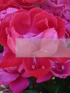 司法所宪法宣传进机关 司法所宪法宣传进机关