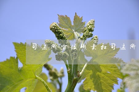 司法所岗位职责和司法所长岗位职责 司法所岗位职责和司法所长岗位职责