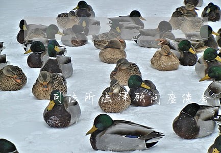 司法所法律顾问座谈会 司法所法律顾问座谈会
