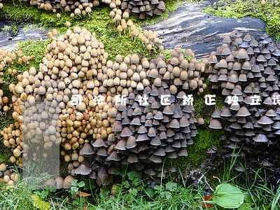 司法所社区矫正独立设置 司法所社区矫正独立设置